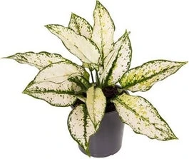 Aglaonema (Aglaonema 'White Kiwi') D 12 H 35 Cm