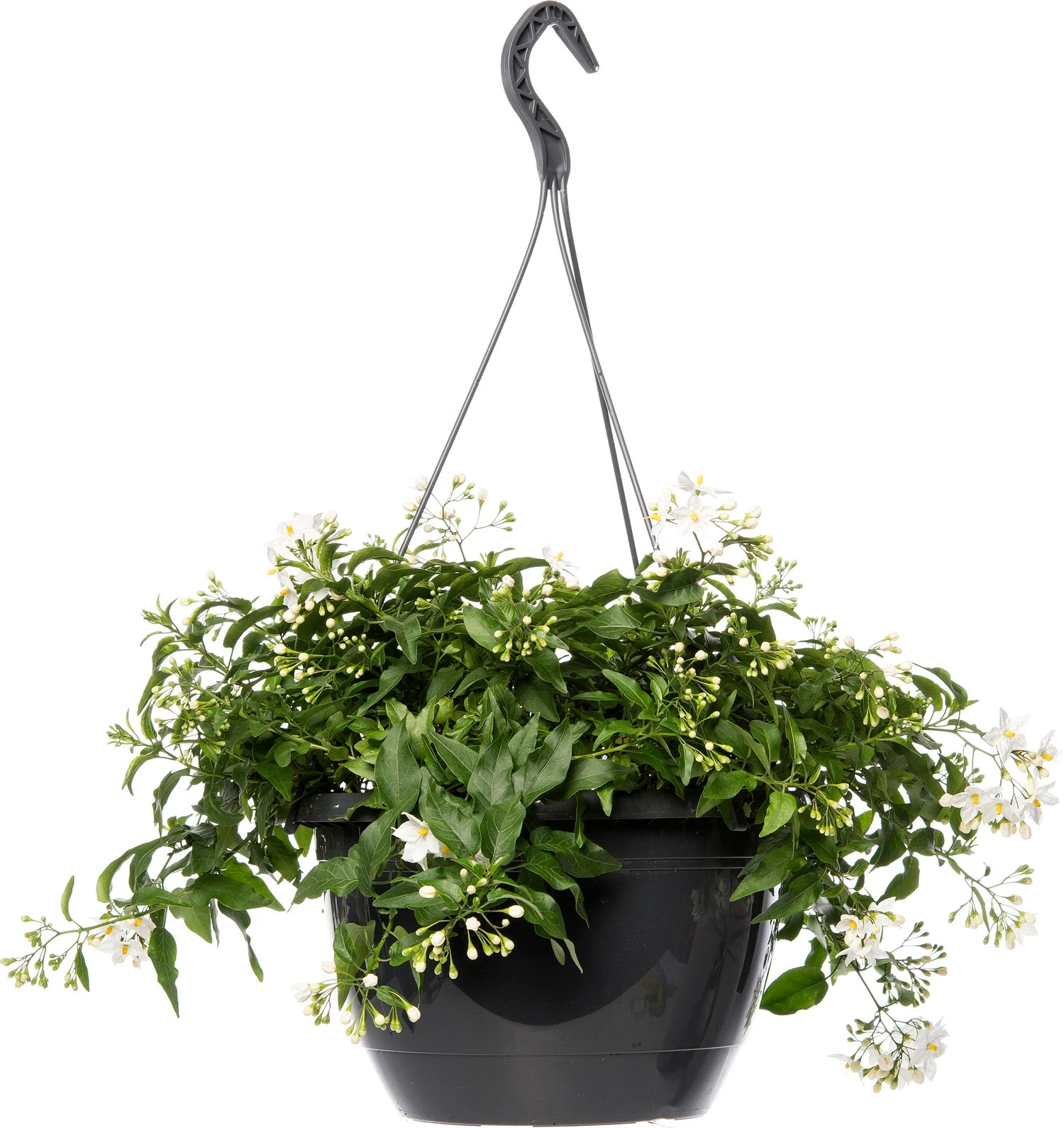 Nachtschade In Hangpot (Solanum Jasminoides) D 27 H 40 Cm 1 Nachtschade In Hangpot (Solanum Jasminoides) D 27 H 40 Cm