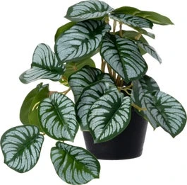 Intratuin Kunstplant Alocasia 22 X 17 X 17 Cm 1 Intratuin Kunstplant Alocasia 22 X 17 X 17 Cm