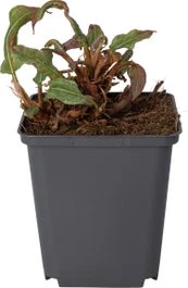 Duizendknoop (Persicaria Affinis) D 9 H 10 Cm 1 Duizendknoop (Persicaria Affinis) D 9 H 10 Cm