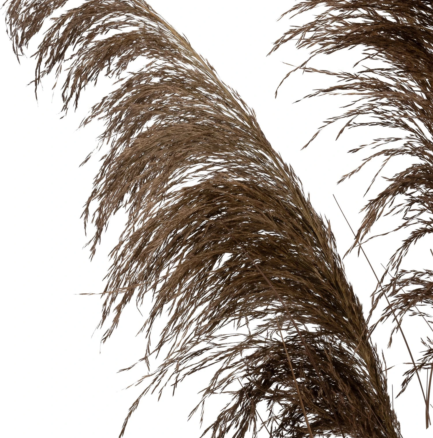 Intratuin Kunstplant Siergras Bruin 40 X 40 X 120 Cm 2 Intratuin Kunstplant Siergras Bruin 40 X 40 X 120 Cm - Afbeelding 2