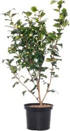 Japanse Roos (Camellia Japonica 'Perfection White') H 60-80 Cm 1 Japanse Roos (Camellia Japonica 'Perfection White') H 60-80 Cm