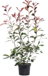 Glansmispel (Photinia X Fraseri 'Red Robin') H 100-125 Cm 1 Glansmispel (Photinia X Fraseri 'Red Robin') H 100-125 Cm