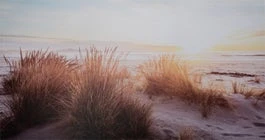 Intratuin Tuinschilderij Canva Helmgras In Duinen 130 X 70 Cm 1 Intratuin Tuinschilderij Canva Helmgras In Duinen 130 X 70 Cm