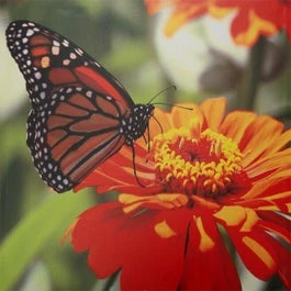 Intratuin Tuinschilderij Canva Vlinder 40 X 30 Cm 1 Intratuin Tuinschilderij Canva Vlinder 40 X 30 Cm