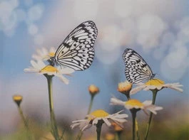 Intratuin Tuinschilderij Canva Witte Vlinder 40 X 30 Cm 1 Intratuin Tuinschilderij Canva Witte Vlinder 40 X 30 Cm