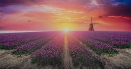 Intratuin Tuinschilderij Canva Tulpen 130 X 70 Cm 1 Intratuin Tuinschilderij Canva Tulpen 130 X 70 Cm