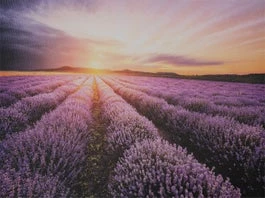 Intratuin Tuinschilderij Canva Lavendel Met Zon 70 X 50 Cm 1 Intratuin Tuinschilderij Canva Lavendel Met Zon 70 X 50 Cm