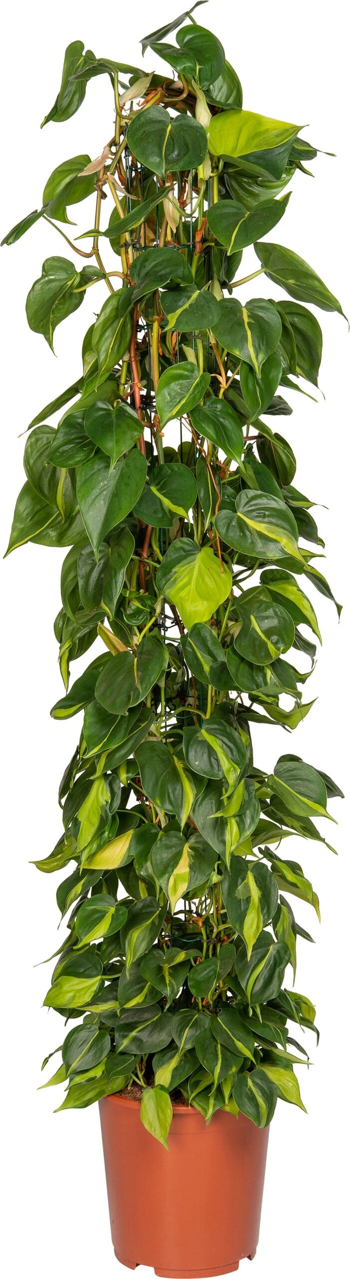 Philodendron (Philodendron Scandens 'Brasil') D 27 H 150 Cm 1 Philodendron (Philodendron Scandens 'Brasil') D 27 H 150 Cm