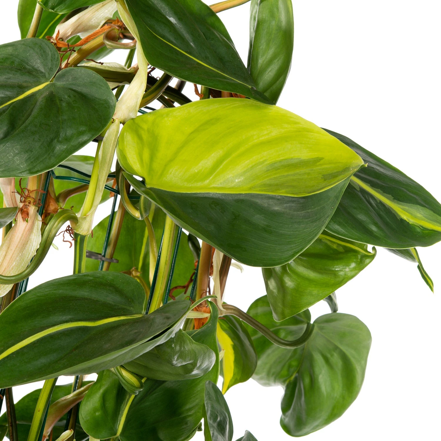 Philodendron (Philodendron Scandens 'Brasil') D 27 H 150 Cm 2 Philodendron (Philodendron Scandens 'Brasil') D 27 H 150 Cm - Afbeelding 2
