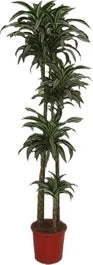 Drakenbloedboom (Dracaena Fragrans 'Jade Jewel') D 27 H 170 Cm 1 Drakenbloedboom (Dracaena Fragrans 'Jade Jewel') D 27 H 170 Cm