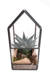 Intratuin Arrangement Glashuisje Met Succulent 8 X 8 X 16 Cm