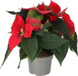 Kerstster (Euphorbia Pulcherrima 'Red') D 13 H 30 Cm 1 Kerstster (Euphorbia Pulcherrima 'Red') D 13 H 30 Cm