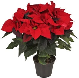Kerstster (Euphorbia Pulcherrima) Rood D 19 H 50 Cm 1 Kerstster (Euphorbia Pulcherrima) Rood D 19 H 50 Cm