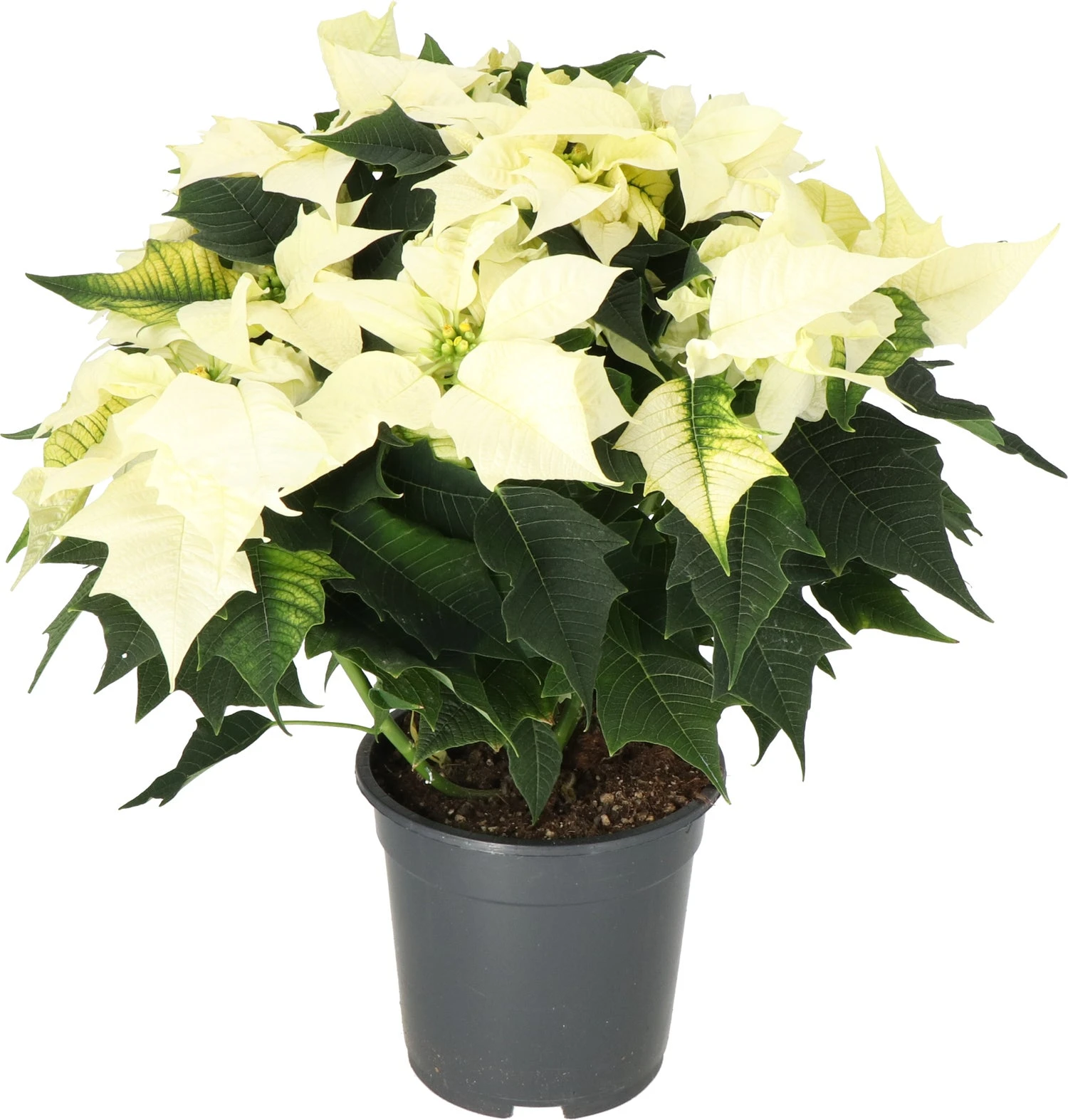 Kerstster (Euphorbia Pulcherrima 'Alaska White') D 19 H 50 Cm 1 Kerstster (Euphorbia Pulcherrima 'Alaska White') D 19 H 50 Cm