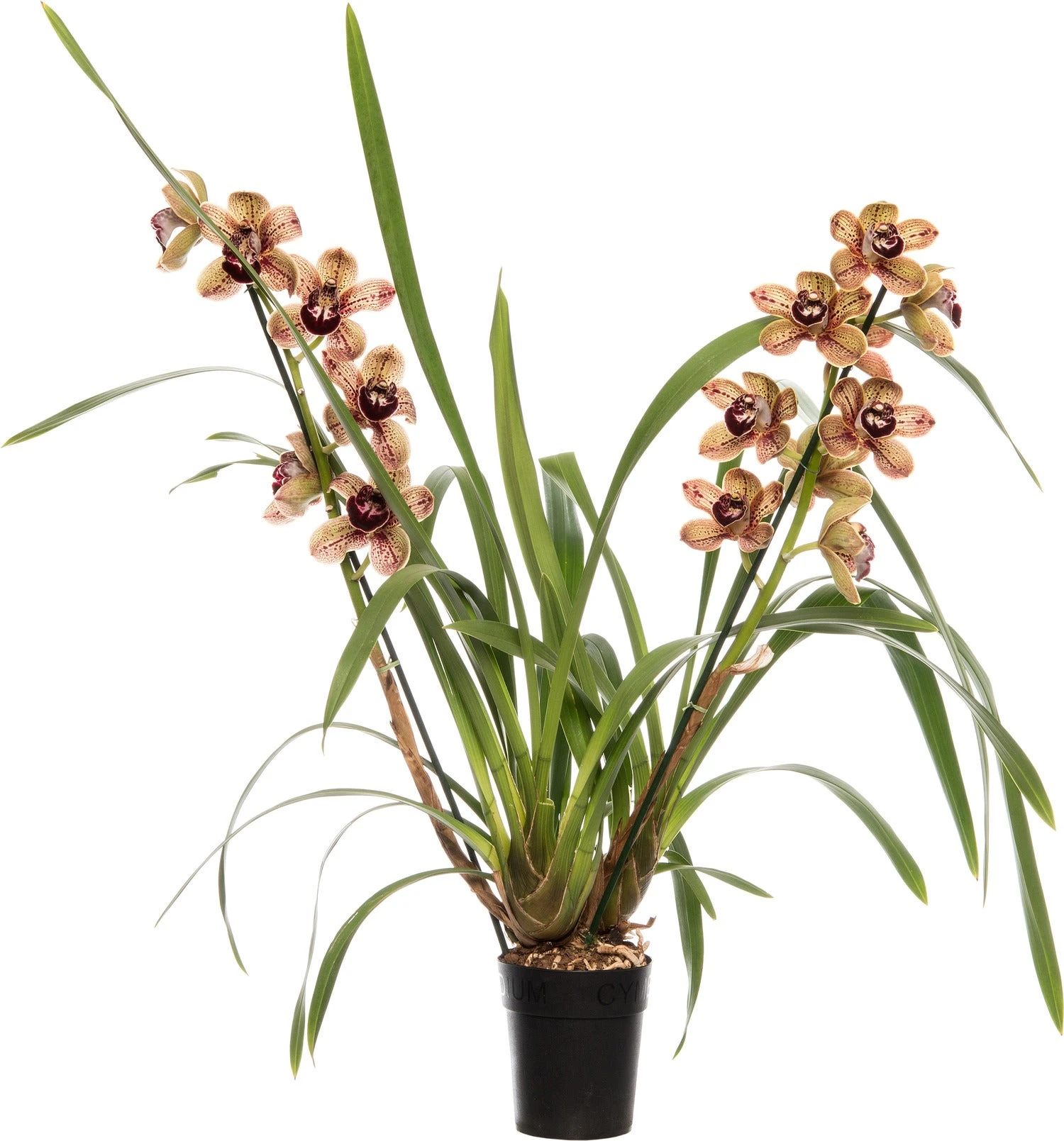 Aardorchidee (Cymbidium Bruin 3-4 Tak) D 14 H 80 Cm 1 Aardorchidee (Cymbidium Bruin 3-4 Tak) D 14 H 80 Cm