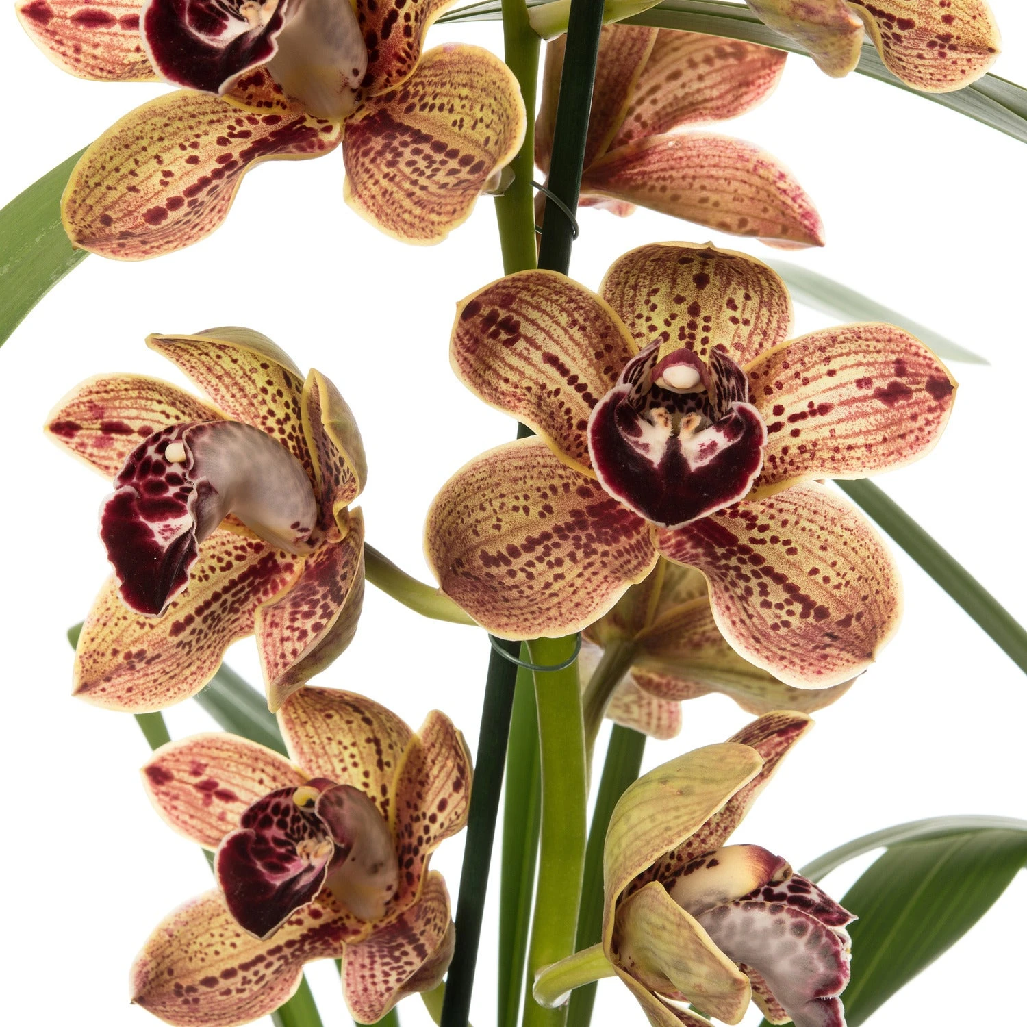 Aardorchidee (Cymbidium Bruin 3-4 Tak) D 14 H 80 Cm 2 Aardorchidee (Cymbidium Bruin 3-4 Tak) D 14 H 80 Cm - Afbeelding 2