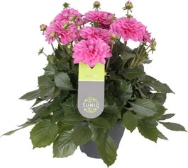 Dahlia (Dahlia 'Dalina Maxi Cadena') Roze D 23 H 50 Cm