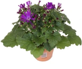 Kruiskruid (Senecio 'Senetti Violet') D 15 H 30 Cm