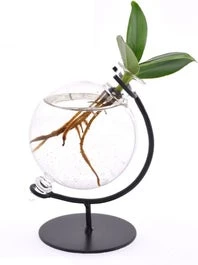 Intratuin Arrangement Clusia (Clusia) In Glazen Bol D 5 H 10 Cm