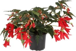 Begonia (Begonia Boliviensis Dreams Red) D 12 H 20 Cm
