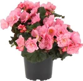 Begonia (Begonia Elator Grp Dreams Glory Pin) D 12 H 20 Cm