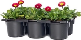 Madeliefje (Bellis Perennis 'Bella Daisy Red') Sixpack D 9 H 12 Cm