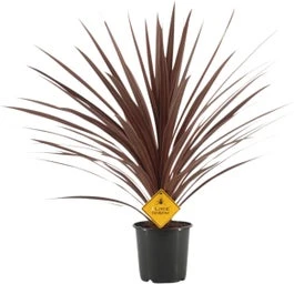 Geluksplant (Cordyline Australis 'Redstar') D 25 H 100 Cm