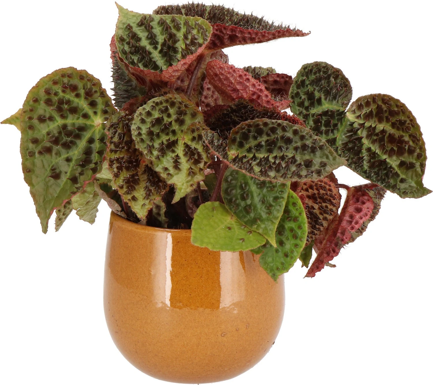 Stekel Bladbegonia (Begonia 'Ferox') D 13 H 40 Cm 3 Stekel Bladbegonia (Begonia 'Ferox') D 13 H 40 Cm - Afbeelding 3