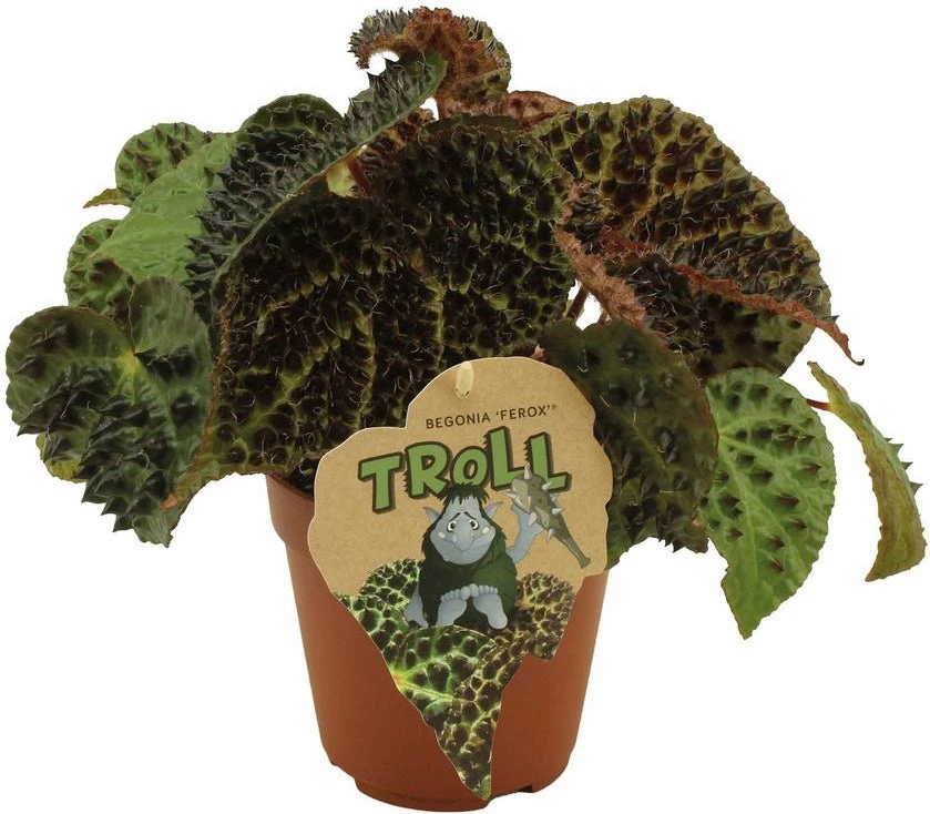 Stekel Bladbegonia (Begonia 'Ferox') D 13 H 40 Cm 1 Stekel Bladbegonia (Begonia 'Ferox') D 13 H 40 Cm
