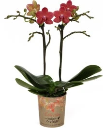 Mini Vlinderorchidee 2 Tak (Phalaenopsis Kolibri 'Congo') D 9 H 40 Cm 1 Mini Vlinderorchidee 2 Tak (Phalaenopsis Kolibri 'Congo') D 9 H 40 Cm