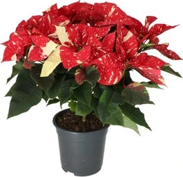 Kerstster (Euphorbia Pulcherrima 'Glitter') D 19 H 50 Cm 1 Kerstster (Euphorbia Pulcherrima 'Glitter') D 19 H 50 Cm