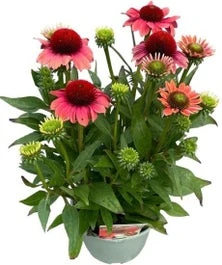 Zonnehoed (Echinacea Purpurea 'SunSeekers Watermelon') D 17 H 35 Cm 1 Zonnehoed (Echinacea Purpurea 'SunSeekers Watermelon') D 17 H 35 Cm
