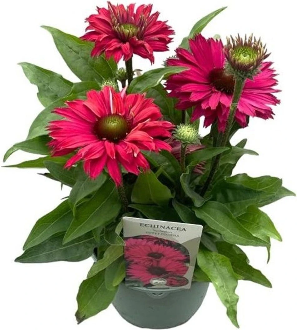 Zonnehoed (Echinacea Purpurea 'SunSeekers Sweet Fuchsia') D 17 H 30 Cm 1 Zonnehoed (Echinacea Purpurea 'SunSeekers Sweet Fuchsia') D 17 H 30 Cm