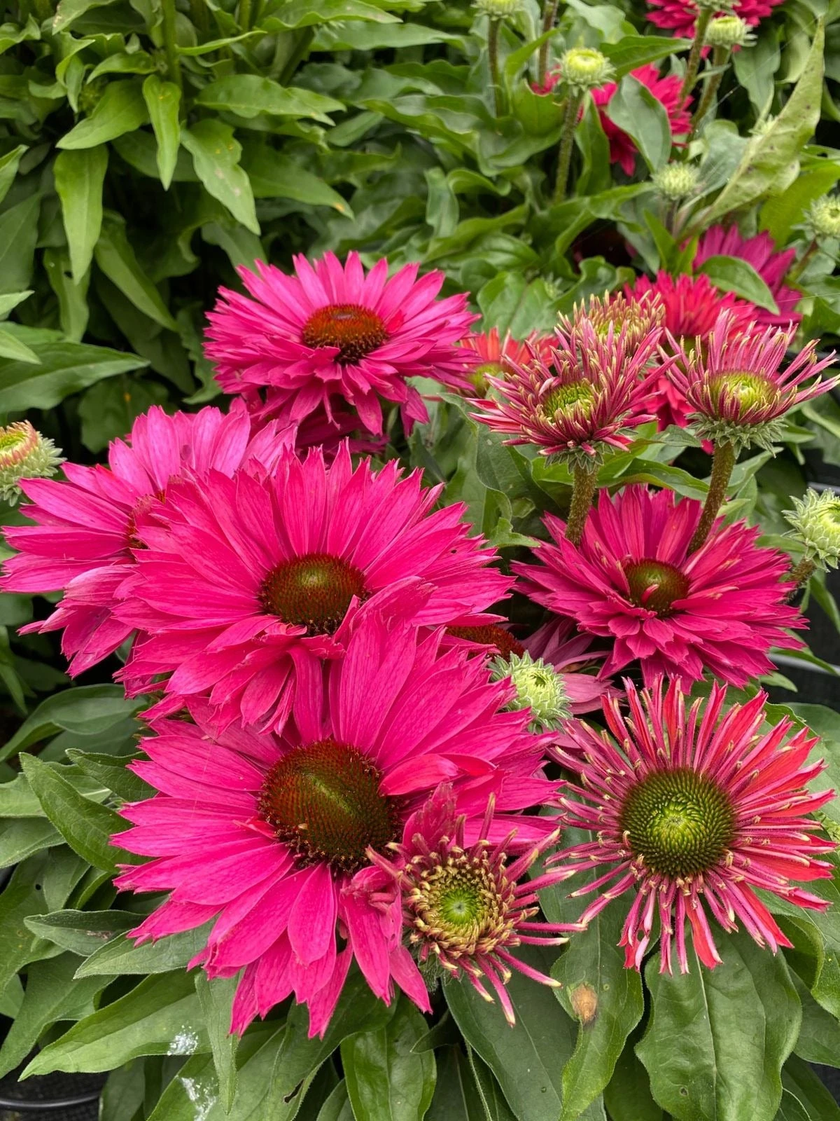 Zonnehoed (Echinacea Purpurea 'SunSeekers Sweet Fuchsia') D 17 H 30 Cm 2 Zonnehoed (Echinacea Purpurea 'SunSeekers Sweet Fuchsia') D 17 H 30 Cm - Afbeelding 2
