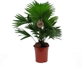 Waaierpalm (Livistona Rotundifolia) D 14 H 45 Cm