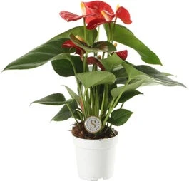 Flamingoplant (Anthurium 'Red Champion') D 7 H 25 Cm