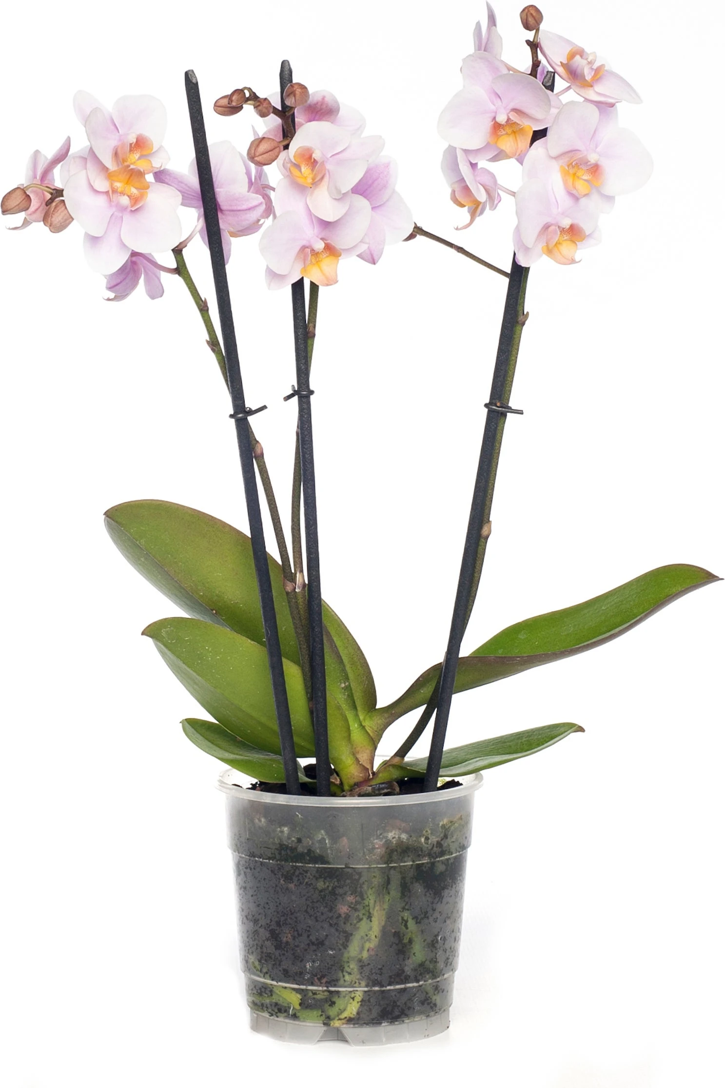 Vlinderorchidee 3 Tak (Phalaenopsis) Roze D 12 H 55 Cm 1 Vlinderorchidee 3 Tak (Phalaenopsis) Roze D 12 H 55 Cm