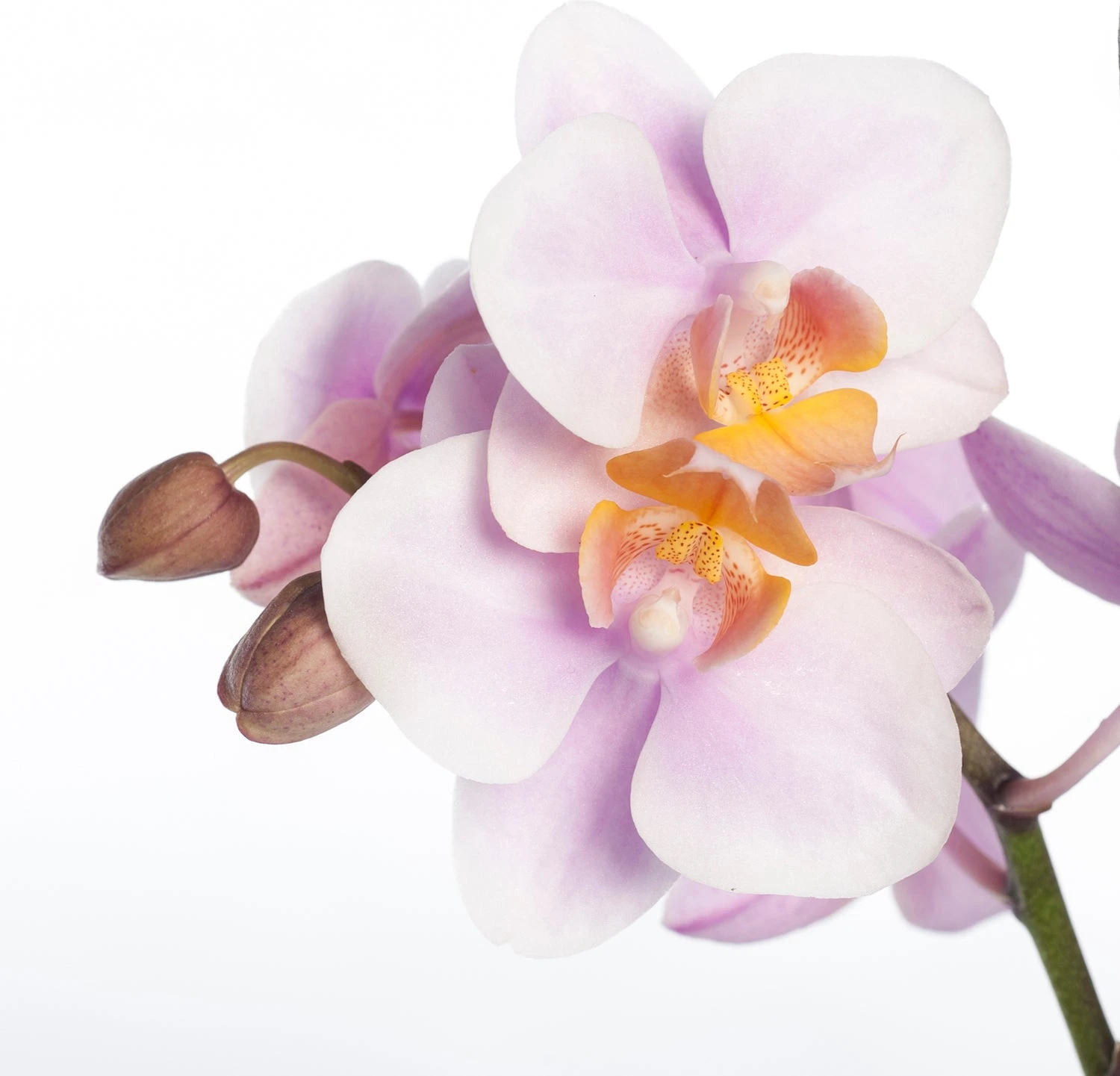 Vlinderorchidee 3 Tak (Phalaenopsis) Roze D 12 H 55 Cm 2 Vlinderorchidee 3 Tak (Phalaenopsis) Roze D 12 H 55 Cm - Afbeelding 2