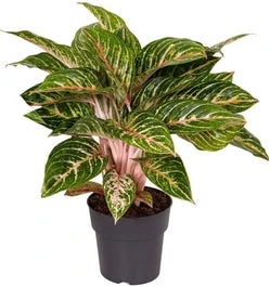 Aglaonema (Aglaonema 'Coco Melon') D 19 H 45 Cm