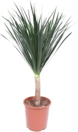 Drakenbloedboom (Dracaena Draco) D 27 H 110 Cm