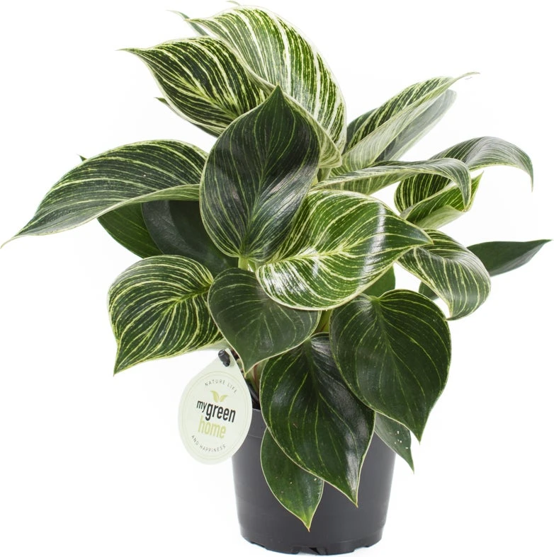 Philodendron (Philodendron 'White Measure') D 14 H 40 Cm 1 Philodendron (Philodendron 'White Measure') D 14 H 40 Cm