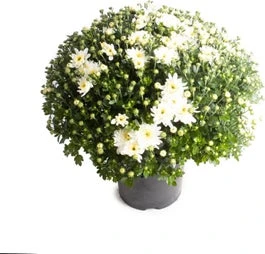 Bolchrysant (Chrysanthemum) Wit D 19 H 45 Cm