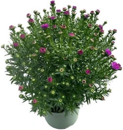 Aster (Aster Novi-belgii 'Henry Pink') D 17 H 40 Cm