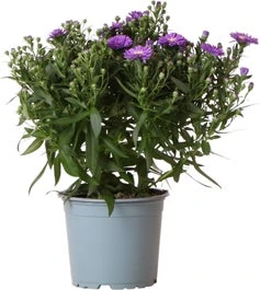 Aster (Aster Novi-belgii 'Henry Blue') D 17 H 40 Cm