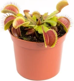 Venusvliegenvanger (Dionaea Muscipula) D 8,5 H 10 Cm