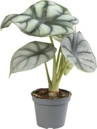 Olifantsoor (Alocasia 'Silver Dragon') D 6 H 17;5 Cm 1 Olifantsoor (Alocasia 'Silver Dragon') D 6 H 17;5 Cm