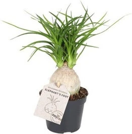 Olifantenpoot (Beaucarnea Recurvata 'Nolina') D 6 H 15 Cm 1 Olifantenpoot (Beaucarnea Recurvata 'Nolina') D 6 H 15 Cm