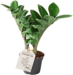 Dwerg Zamioculcas (Zamioculcas Zamiifolia 'Zenzi') D 6 H 18 Cm 1 Dwerg Zamioculcas (Zamioculcas Zamiifolia 'Zenzi') D 6 H 18 Cm