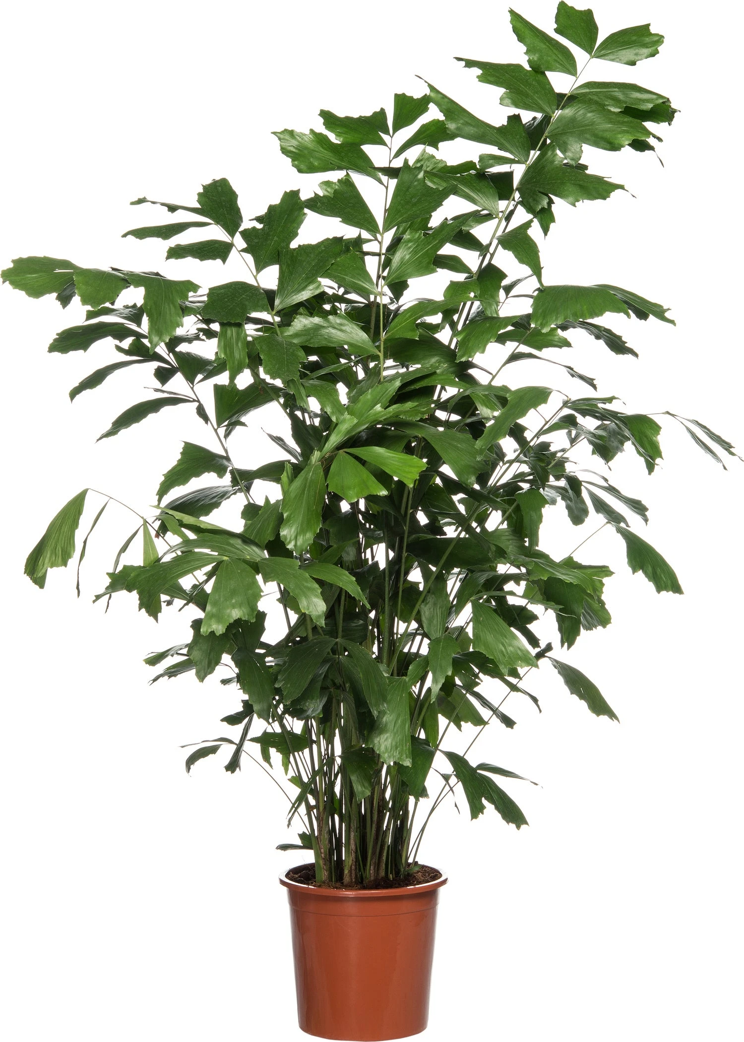 Vissenstaartpalm (Caryota Mitis) D 24 H 130 Cm 1 Vissenstaartpalm (Caryota Mitis) D 24 H 130 Cm